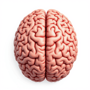 left brain right brain hemispheres